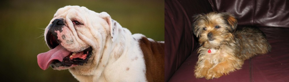 Shorkie vs English Bulldog - Breed Comparison