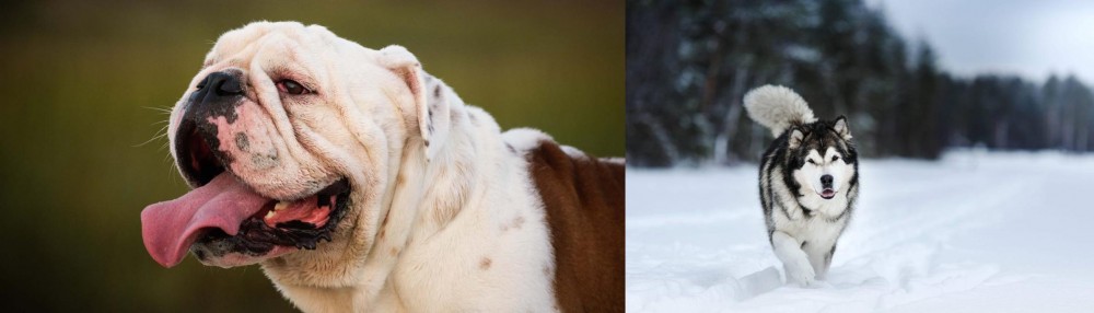 Siberian Husky vs English Bulldog - Breed Comparison