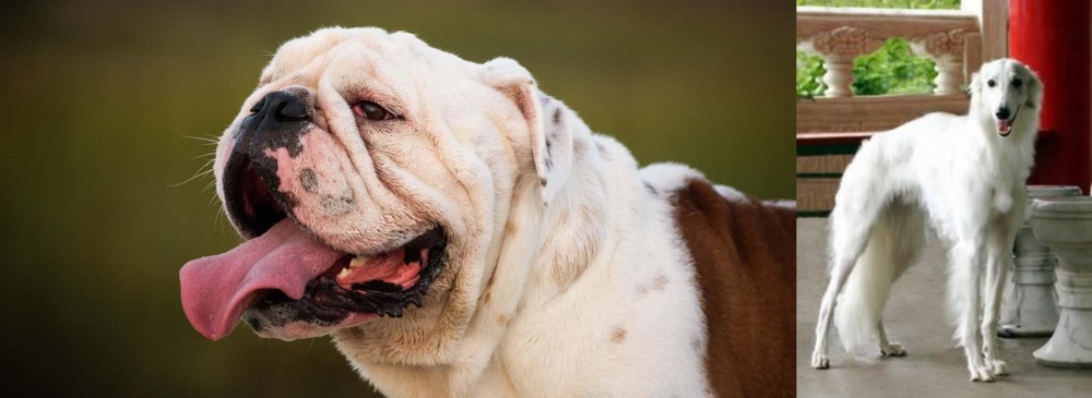 Silken Windhound vs English Bulldog - Breed Comparison