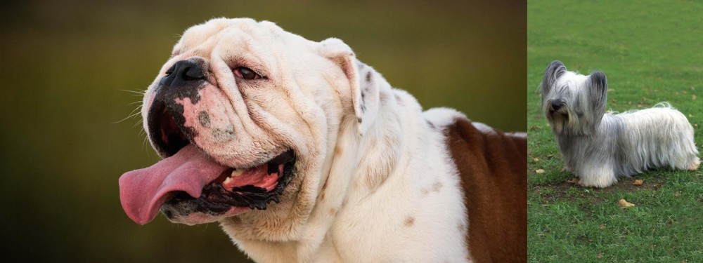 Skye Terrier vs English Bulldog - Breed Comparison