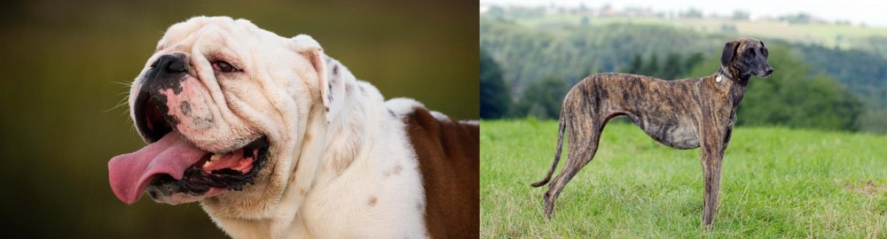 Sloughi vs English Bulldog - Breed Comparison