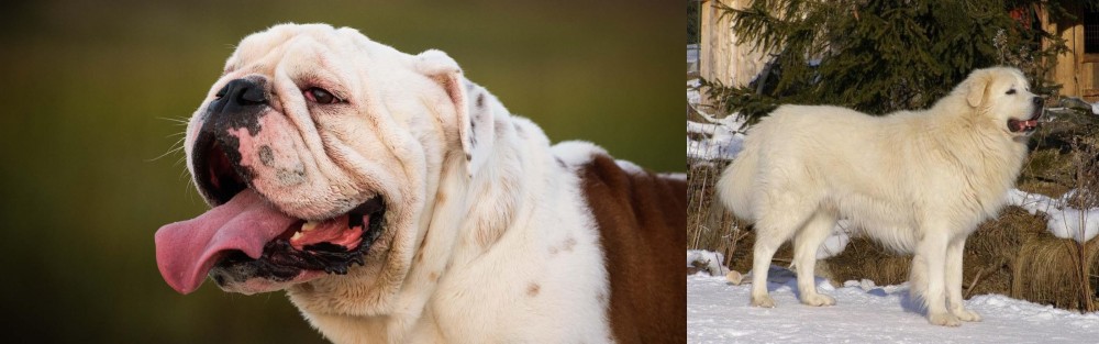 Slovak Cuvac vs English Bulldog - Breed Comparison