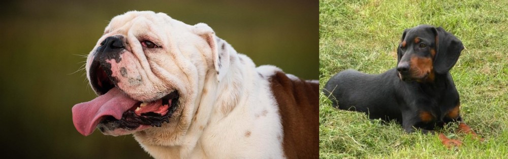 Slovakian Hound vs English Bulldog - Breed Comparison