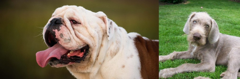 Slovakian Rough Haired Pointer vs English Bulldog - Breed Comparison