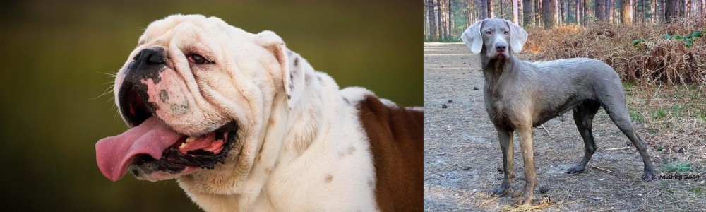 Slovensky Hrubosrsty Stavac vs English Bulldog - Breed Comparison
