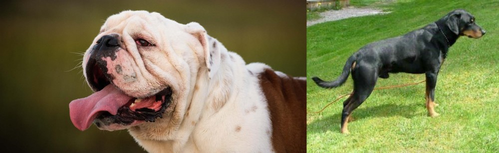 Smalandsstovare vs English Bulldog - Breed Comparison