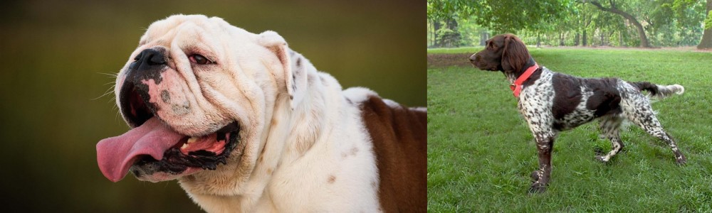 Small Munsterlander vs English Bulldog - Breed Comparison