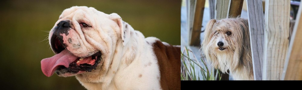 Smithfield vs English Bulldog - Breed Comparison