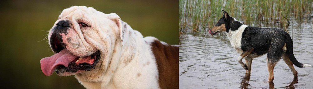 Smooth Collie vs English Bulldog - Breed Comparison