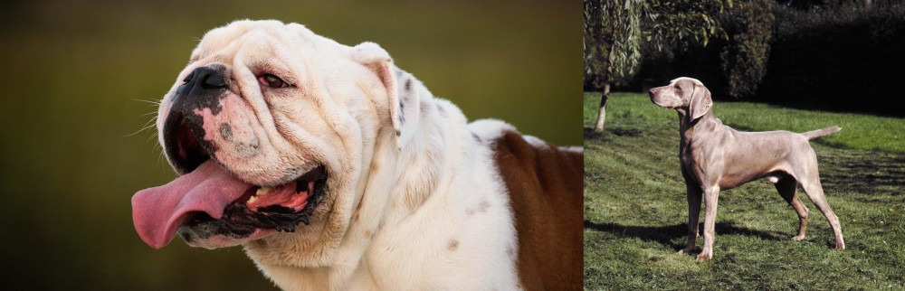 Smooth Haired Weimaraner vs English Bulldog - Breed Comparison