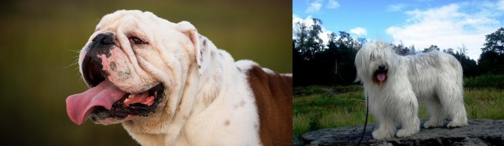 South Russian Ovcharka vs English Bulldog - Breed Comparison