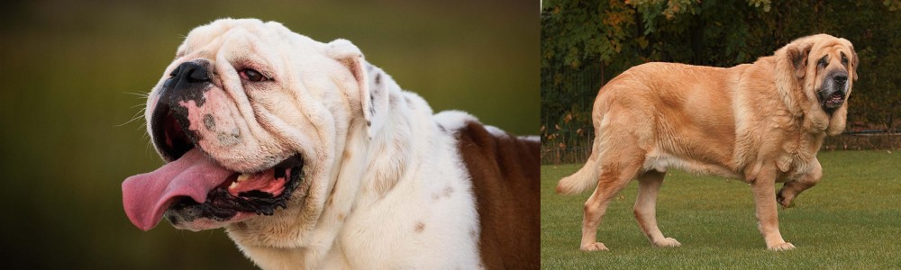 Spanish Mastiff vs English Bulldog - Breed Comparison