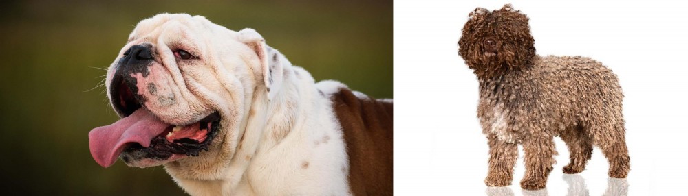 Spanish Water Dog vs English Bulldog - Breed Comparison