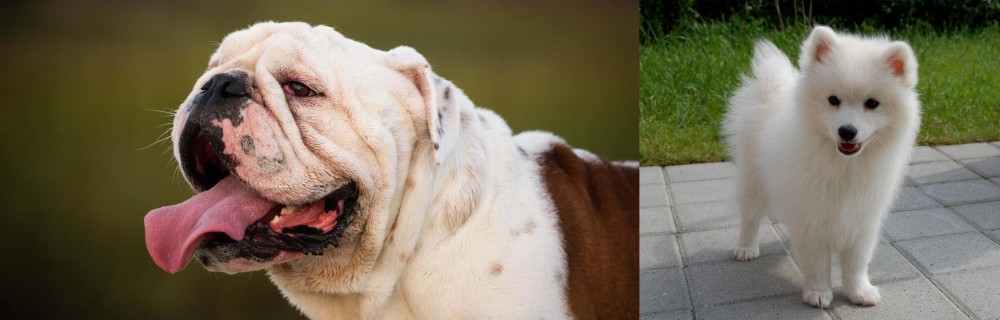 Spitz vs English Bulldog - Breed Comparison