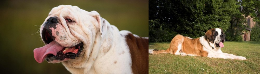 St. Bernard vs English Bulldog - Breed Comparison