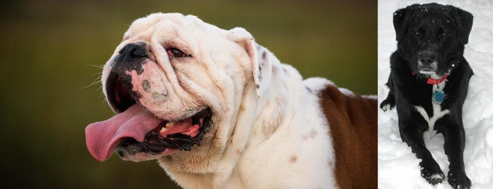 St. John's Water Dog vs English Bulldog - Breed Comparison
