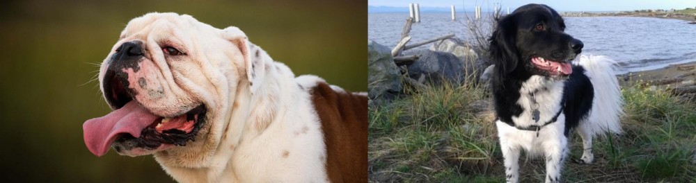 Stabyhoun vs English Bulldog - Breed Comparison