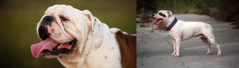 Staffordshire Bull Terrier vs English Bulldog - Breed Comparison