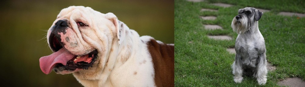 Standard Schnauzer vs English Bulldog - Breed Comparison