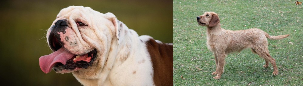 Styrian Coarse Haired Hound vs English Bulldog - Breed Comparison