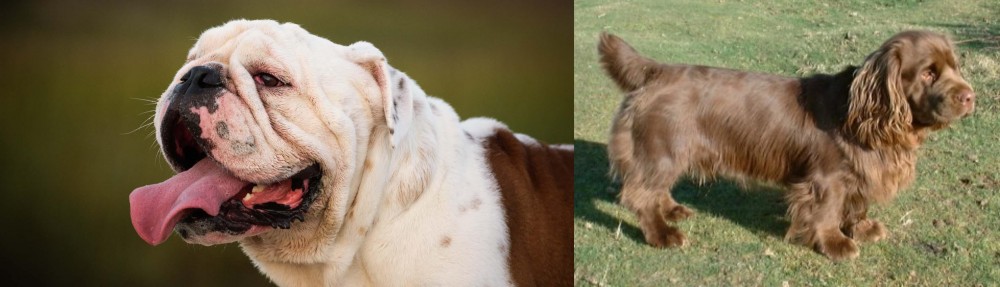 Sussex Spaniel vs English Bulldog - Breed Comparison