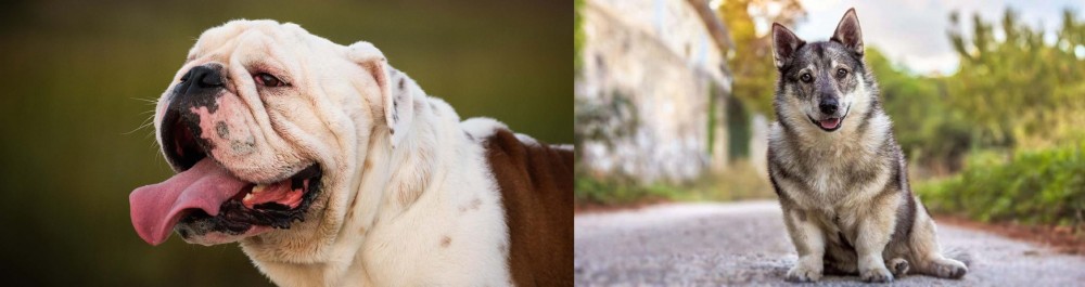 Swedish Vallhund vs English Bulldog - Breed Comparison