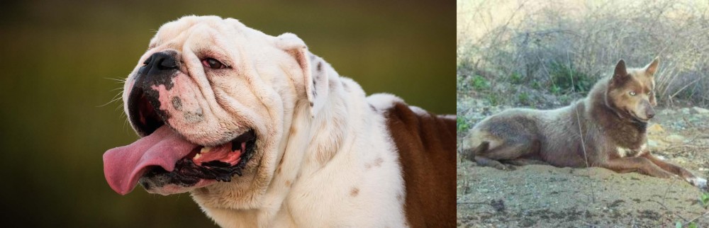 Tahltan Bear Dog vs English Bulldog - Breed Comparison