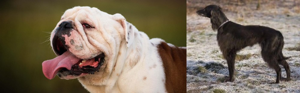 Taigan vs English Bulldog - Breed Comparison