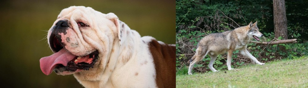 Tamaskan vs English Bulldog - Breed Comparison