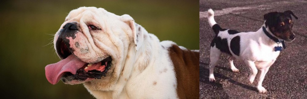 Teddy Roosevelt Terrier vs English Bulldog - Breed Comparison