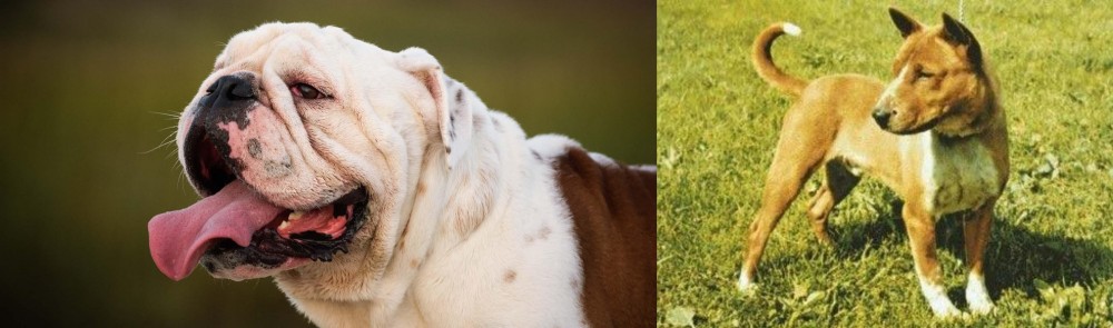 Telomian vs English Bulldog - Breed Comparison