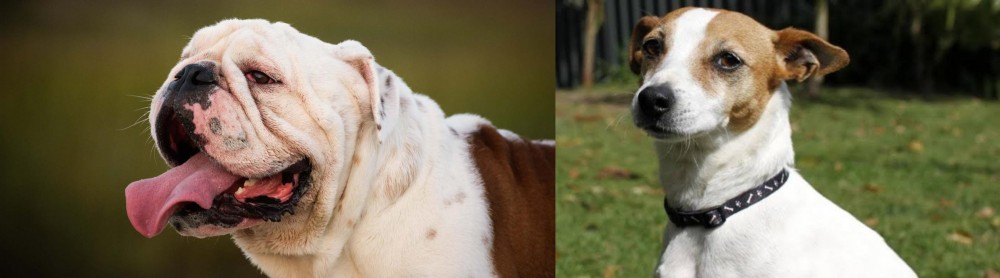 Tenterfield Terrier vs English Bulldog - Breed Comparison