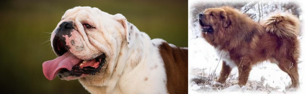Tibetan Kyi Apso vs English Bulldog - Breed Comparison