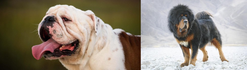 Tibetan Mastiff vs English Bulldog - Breed Comparison