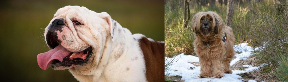 Tibetan Terrier vs English Bulldog - Breed Comparison