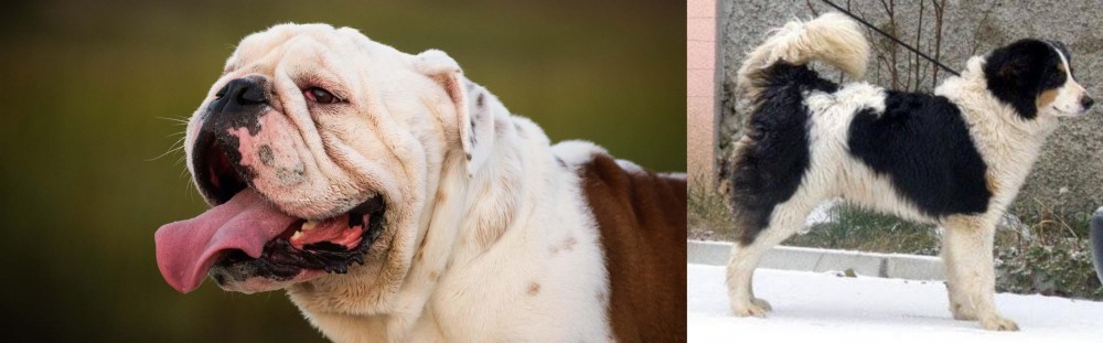 Tornjak vs English Bulldog - Breed Comparison
