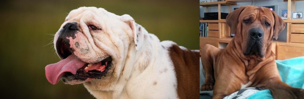 Tosa vs English Bulldog - Breed Comparison