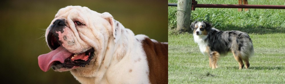 Toy Australian Shepherd vs English Bulldog - Breed Comparison