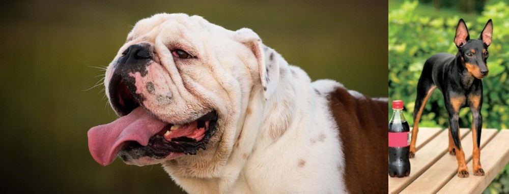 Toy Manchester Terrier vs English Bulldog - Breed Comparison