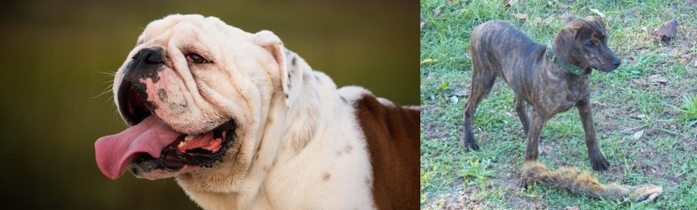 Treeing Cur vs English Bulldog - Breed Comparison