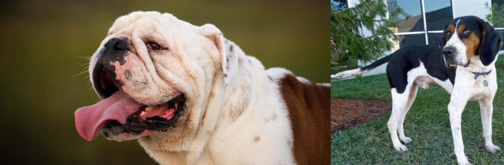 Treeing Walker Coonhound vs English Bulldog - Breed Comparison