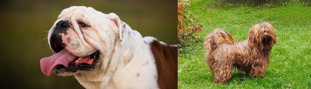 Tsvetnaya Bolonka vs English Bulldog - Breed Comparison