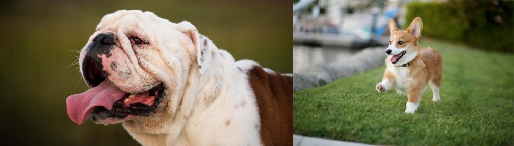 Welsh Corgi vs English Bulldog - Breed Comparison