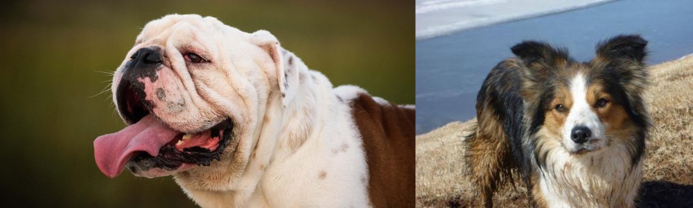 Welsh Sheepdog vs English Bulldog - Breed Comparison