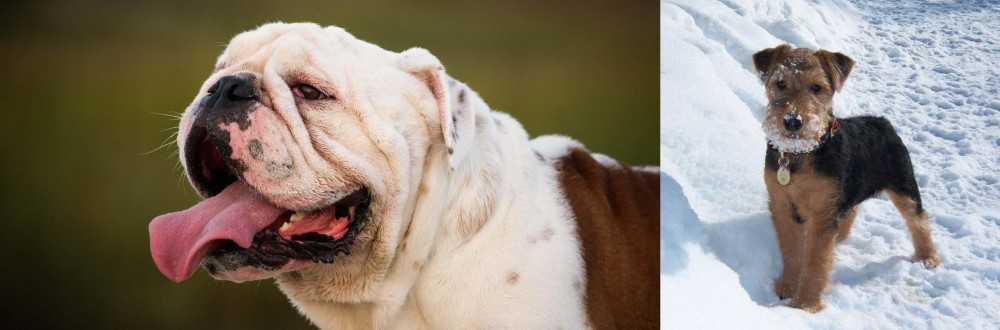Welsh Terrier vs English Bulldog - Breed Comparison