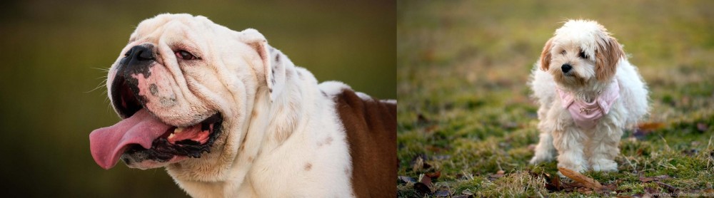 West Highland White Terrier vs English Bulldog - Breed Comparison