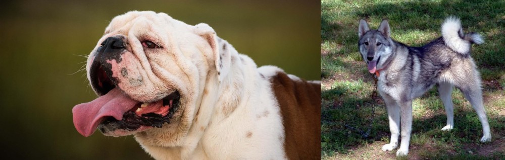 West Siberian Laika vs English Bulldog - Breed Comparison