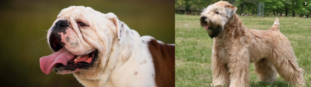 Wheaten Terrier vs English Bulldog - Breed Comparison