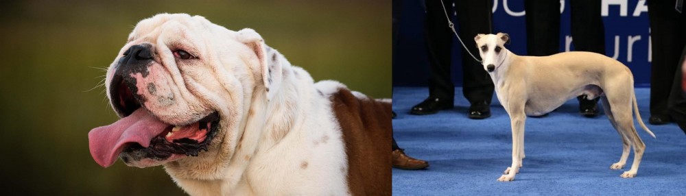 Whippet vs English Bulldog - Breed Comparison