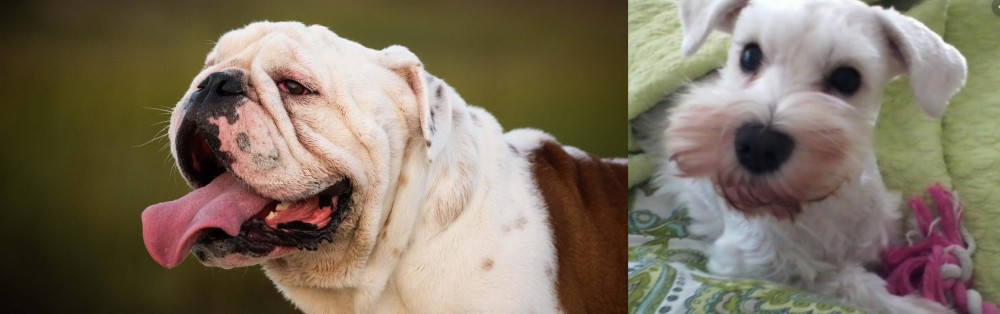 White Schnauzer vs English Bulldog - Breed Comparison